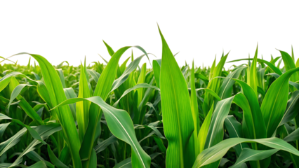 green corn or cob plant leaves field isolated on transparent background. agriculture farming and crop growth organic summer plantation harvest fresh rural maize countryside cultivation