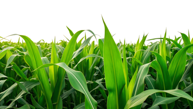 green corn or cob plant leaves field isolated on transparent background. agriculture farming and crop growth organic summer plantation harvest fresh rural maize countryside cultivation