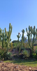 Cactus em parque em Florianopolis