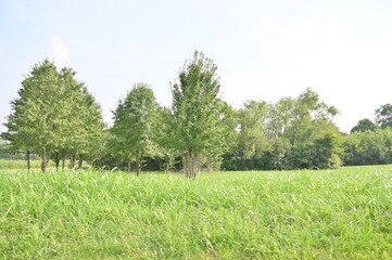 Grass and Trees in a field