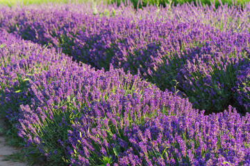 Obraz premium Lavender bushes in row, blooming under warm sunlight in peaceful purple and green summer field with soft sunset lignt background. Landscape, natural background, herbal wallpaper
