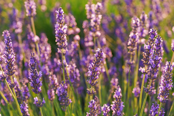 Close up, macro view of vibrant purple lavender flowers in soft evening sunlight. Golden light, delicate texture and fragrant essence of blooming plants in full summer. Natural background, lanscape