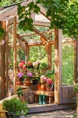 Charming wooden greenhouse with blooming potted hydrangeas and vibrant green plants, surrounded by...