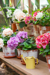 Wooden shelf inside greenhouse filled with blooming potted hydrangea flowers in clay pots. Natural greenery and garden elements and potted plants. Gardening, floriculture, flower growing, hobby