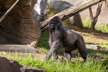 Muscular gorilla strides purposefully through its habitat, symbolising progress, determination and unstoppable momentum toward success and achievement.