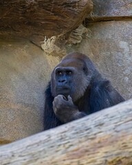 Contemplative gorilla rests chin on hand against rocky backdrop, evoking intelligence, strategy and leadership, an ideal visual metaphor for problem-solving and business innovation.