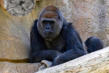 Powerful gorilla leans calmly on a rock wall, radiating quiet strength, resilience and authority—perfect for themes of confidence, reliability and corporate stability.