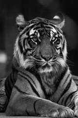 Stylish black-and-white portrait of a seated Bengal tiger exudes timeless strength and elegance—perfect for fine-art prints or campaigns symbolising power, resilience and premium luxury.