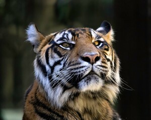 Intense close-up of a Bengal tiger’s striped face and golden eyes radiates power, confidence and luxury—ideal for branding themes of leadership, strength and fierce determination.