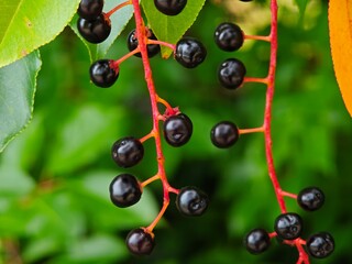 Black berries hanging from red stems against lush green foliage in a natural setting during daylight