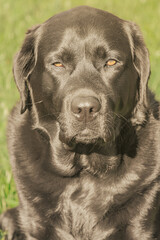 Portrait of a Labrador Retriever dog on a natural blurred background. Portrait of a pet.