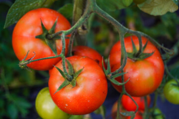 Tomato plants that look fresh and ready to harvest, Fresh bunch of red natural tomatoes in organic...