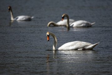 Fototapeta premium swans on the lake