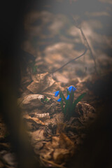 Macro of purple snowdrops, against the background of fallen orange foliage in the forest, with barely noticeable rays of light falling on them. Mystical atmosphere