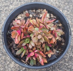Anacampseros telephiastrum mature succulent plant