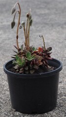 Anacampseros telephiastrum mature succulent plant