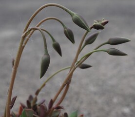 Anacampseros telephiastrum mature succulent plant seed pods