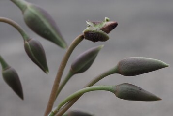 Anacampseros telephiastrum mature succulent plant seed pods