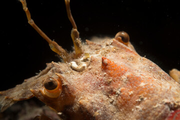 Lesser Locust Lobster Scyllarus arctus, Magnosella (Scyllarus arctus). Cicala di mare. Alghero. Capo Caccia Sardinia, Italy