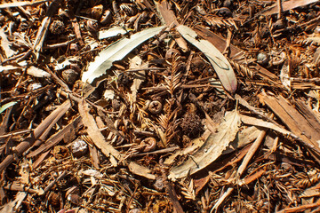 close up of circle of leaves