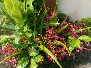 A collection of flowers for the yard. Good composition, color, and lighting produce an aesthetic.
