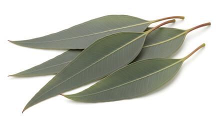 Obraz premium Realistic image of eucalyptus leaves isolated on a solid white background