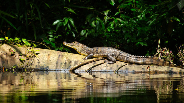 River Crocodile