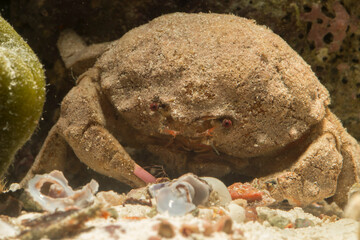Sponge Crab, Dromia personata, Dromiidae. Mediterranean Sea. Alghero, Sardinia, Italy