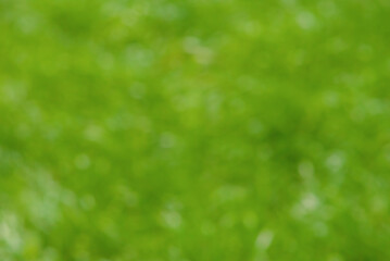 Defocused green background. Natural bokeh, blurred grass.