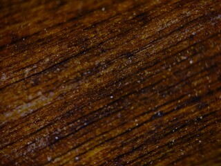 Detailed Wood Grain Texture Warm Brown Tones and Subtle Speckles Macro Shot.