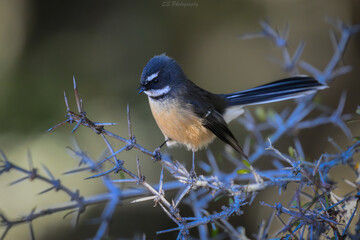 New Zealand Fantail (Rhipidura fuliginosa) perched on native shrub, alert and observing surroundings.