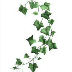 Green ivy vine with leaves on white background plant
