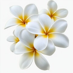 Group of white and yellow plumeria flowers on white background