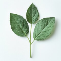 Three green leaves on a white background plant nature