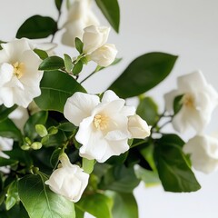 White gardenia flowers and green leaves close-up white flower