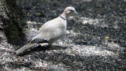 Mourning Dove Basking in the Morning Sunlight