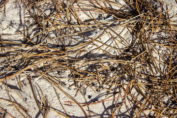 Hongos en la arena