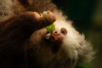 Two-toed Sloth