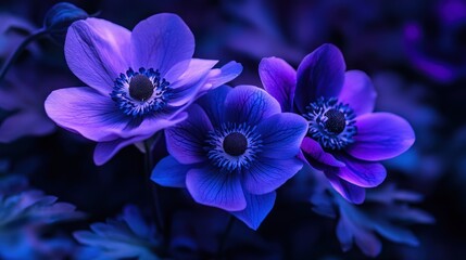 Close-up of vibrant violet anemones in garden at night