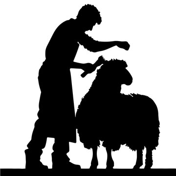 Silhouette of man shearing sheep with electric clippers