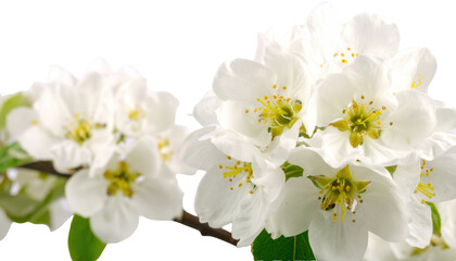 Obraz premium Branches with delicate blossoms on white
