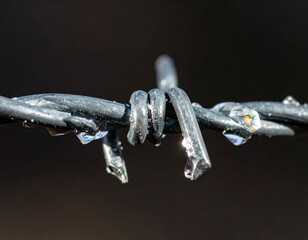 : A detailed macro shot of a strand of wet barbed wire, with glistening water droplets clinging to the sharp barbs and wire against a blurred dark background. Conveys themes of restriction, resilience