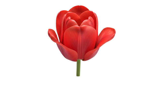 Realistic 3D red tulip flower isolated on transparent background
