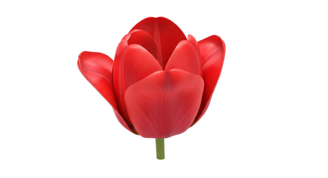 Realistic 3D red tulip flower isolated on transparent background