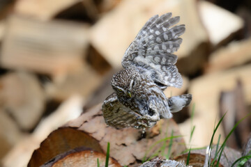 Little Owl (Athene noctua) preparing to land on a log in rural New Zealand.