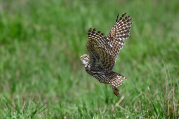 Little Owl (Athene noctua) in upward flight over green grass, photographed in New Zealand.