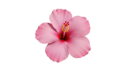 Fototapeta premium 3D pink hibiscus flower isolated on transparent background