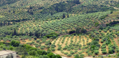 Gardinen Olive Typical mediterranean landscape with olive groves covering the hills around the archaeological site of Mycenae, Greece  © cascoly2