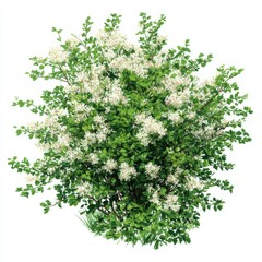 Fototapeta premium Blooming white flower bush isolated on white background