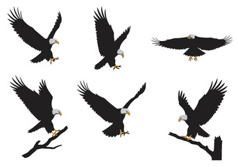 Obraz premium Set of Bald Eagle Silhouettes in Flight and on Branches.
